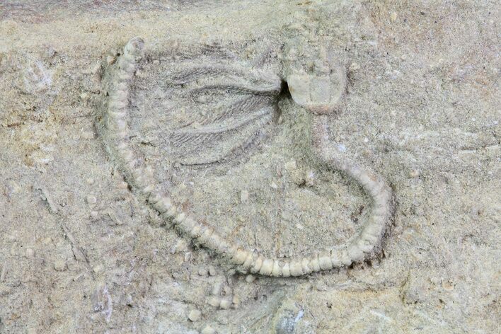 Fossil Crinoid (Camptocrinus) in Rock - Alabama #69056